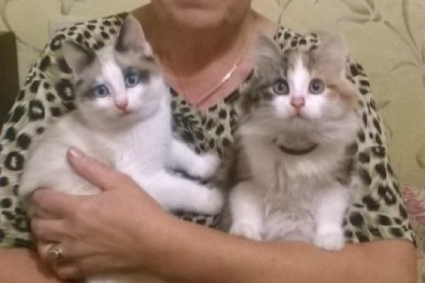 Через какой браузер заходить на кракен