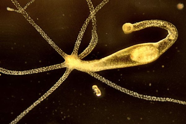 Kraken даркнет рынок ссылка