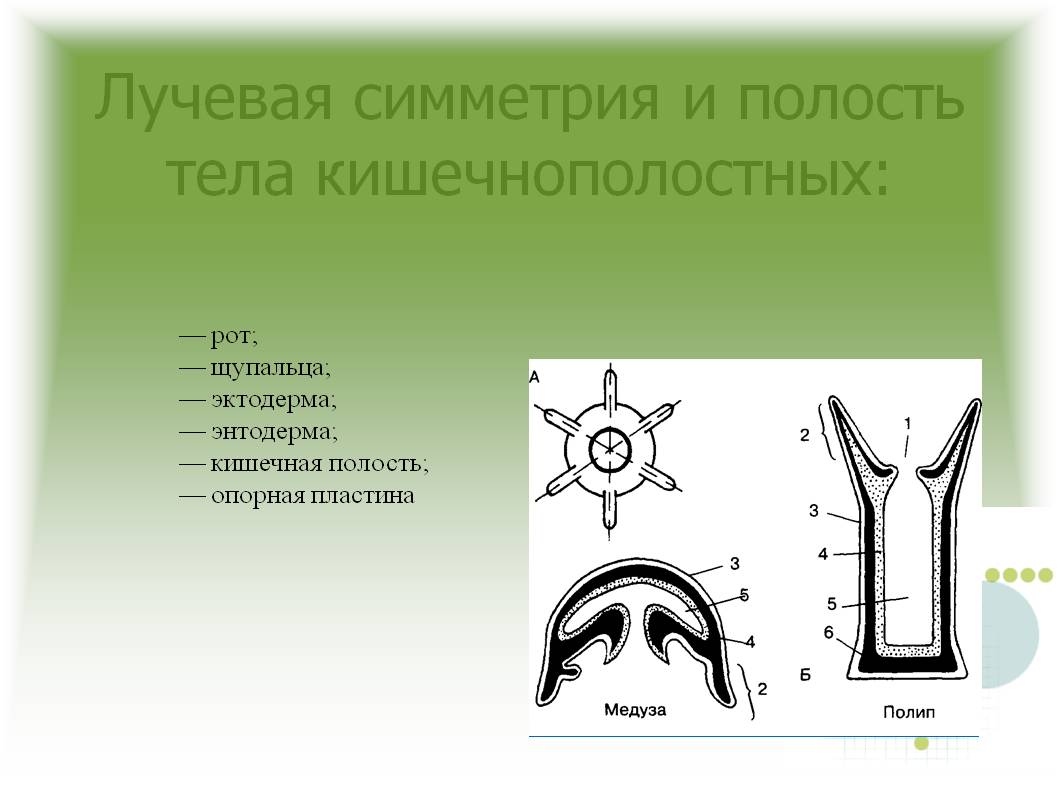 Кракен короткая ссылка