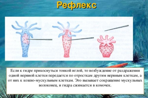 Кракен сс