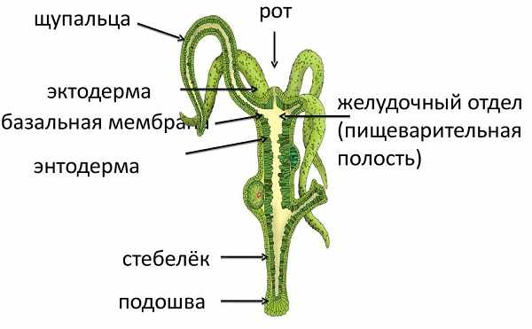 Кракен 20 at